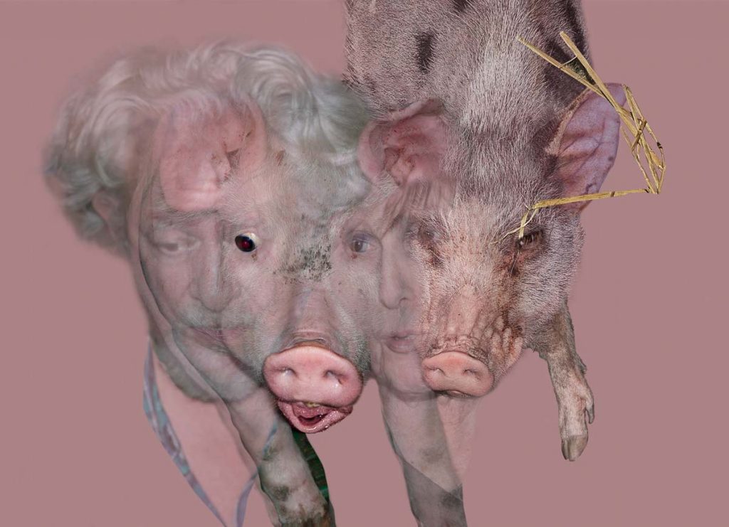 Inspiration for Photo, Sharing a Pig’s Thyroid · Toby Maclennan