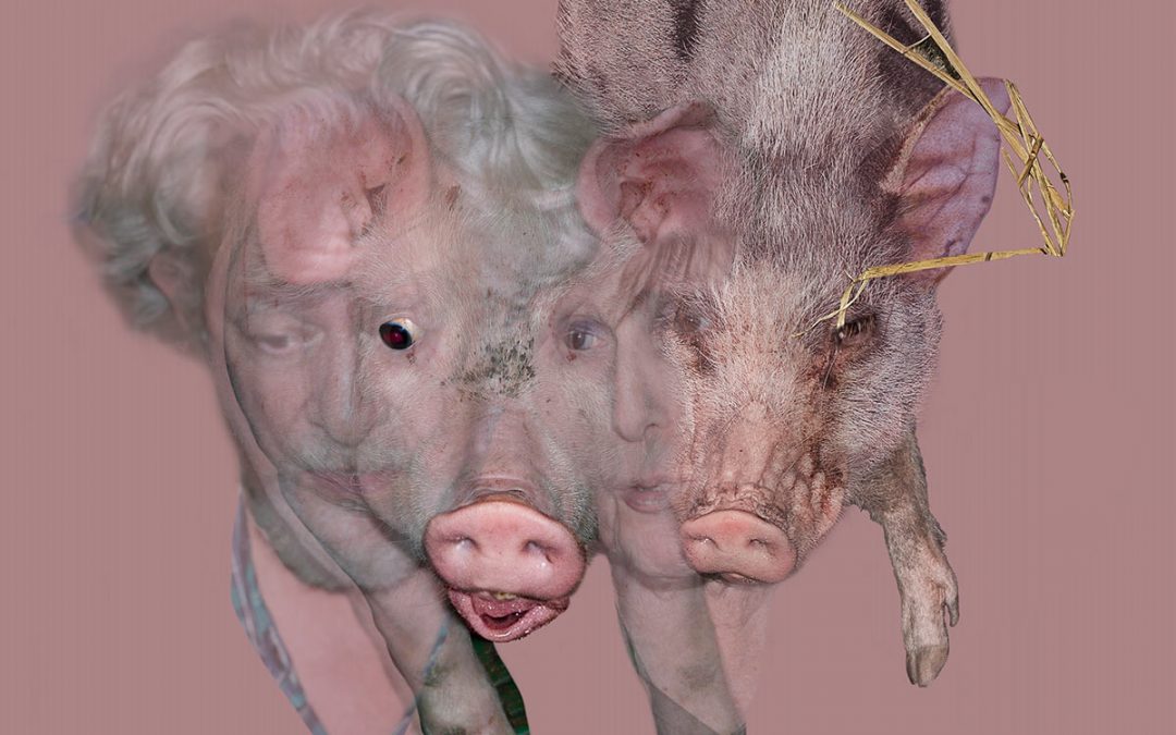 Inspiration for Photo, Sharing a Pig’s Thyroid