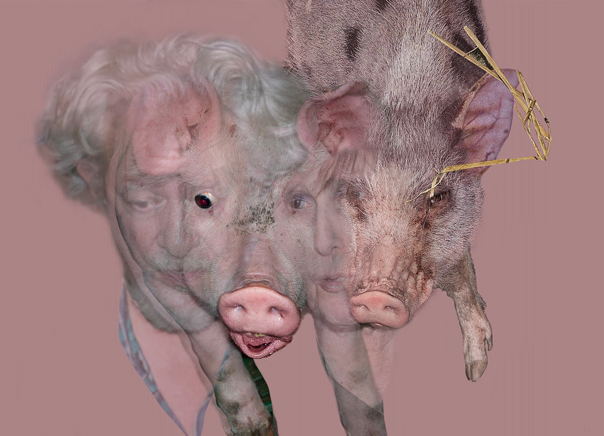 A photograph digitally, manipulated by Toby Maclennan, titled sharing a Pigs thyroid